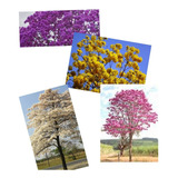 Jacarandá + 4 Ipês ( Roxo,rosa,branco E Amarelo) - 5 Mudas