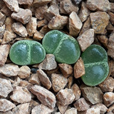 20 Semillas De Conophytum Limpidum (suculenta/cactus Piedra)