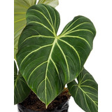 Philodendron Gloriosum - Planta Exótica