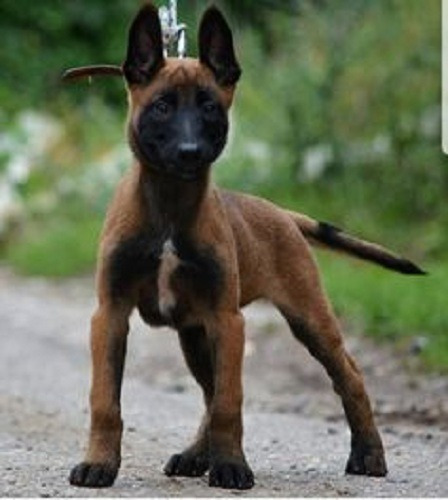 Cachorros Pastor Belga Malinois Puppy En Venta En Itagüí 