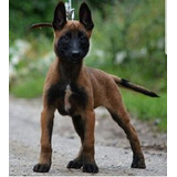 Cachorros Pastor Belga Malinois Puppy En Venta En Itagüí 