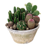 Semillas Mix De Cactus Especies Raras Variadas Surtidas