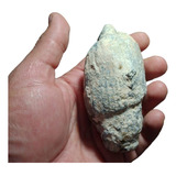  Amonites Fósiles Naturales Coleccion  Esp000590