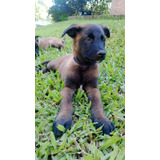 Cachorros Belga Malinois Carbonados