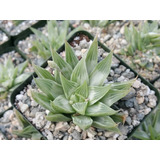 Haworthia Retusa  White Ghost Suculenta No Cactus Variegata