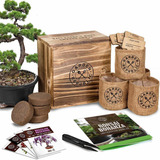 Kit De Principiantes De Semillas De Árbol Bonsai, Mini Juego