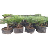 Arbolito  Para Bonsai Jacaranda