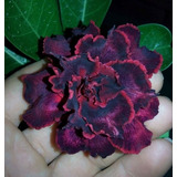 Adeniums Rosa Del Desierto  Black Red 