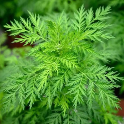 200 Semillas Orgánicas De Artemisia Annua, Ajenjo Dulce | Meses sin interés