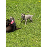 Galgo Italiano (italian Greyhound)