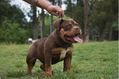 Real American Bully