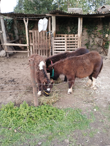 Caballos Pony Crias Machos Y Hembras