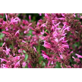 Toronjil Morado Agastache Mexicana 50 Semillas