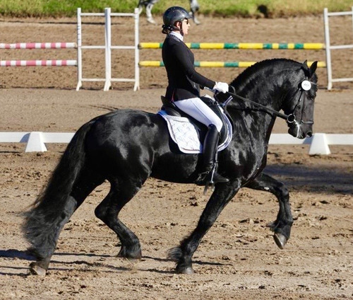 Maquila Semental Friesian Rancho El Descanso