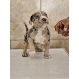 American Bully Xl Tri Merle