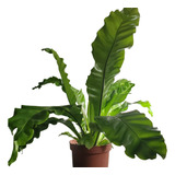 Helecho Asplenium O Nido De Ave 