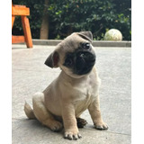 Pug Hermosos Mini Con Microchip De Identificación 