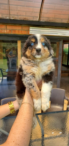 Cachorros Border Collie Merle