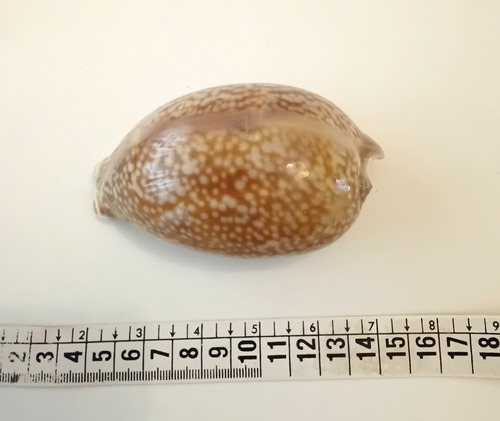 Caracol Marino Cypraea Cervus