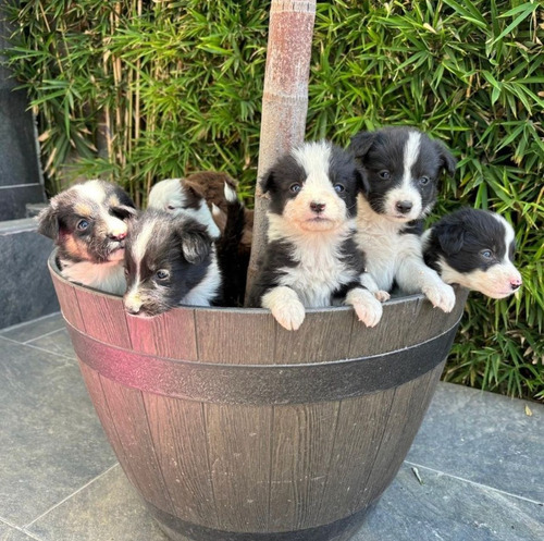 Cachorros Border Collie (blanco Y Negro)