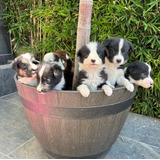 Cachorros Border Collie (blanco Y Negro)