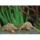 Par Tortuga Miniatura Para Jardín