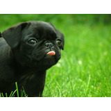 Cachorro Pug Carlino Negro!! 011