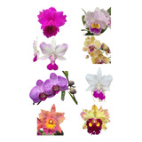 Kit I Mudas De Orquídeas Variadas