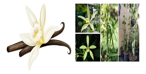 3 Orquídea Vainilla  X Tahitiensis 