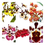  Mudas De Orquidea C/ 12 Oncidium Promoção Chuva De Ouro 