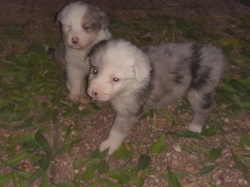 Border Collie Cachorros. Entrega Sin Cargo.