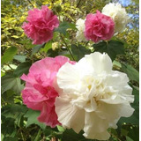 Rosa Louca Flor Dobrada Hibiscus Mutabilis Sementes P/ Mudas