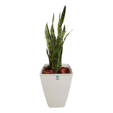 Planta Sansevieria + Maceta Piramidal 