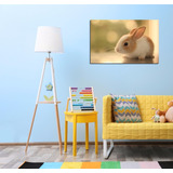 Vinilo Decorativo 50x75cm Conejo Cute Rabbit Tierno