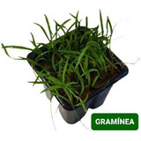 Graminea Planta Natural Carpete Aquário Plantado