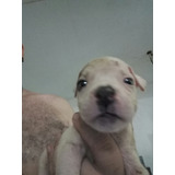 Cachorro Pibull Macho45 Dias