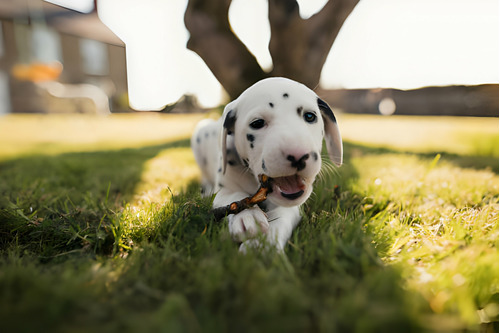 Cachorro Dalmata Perros Medellin Bogota Cali Pereira Can