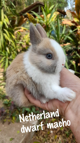 Coelhos Anões Netherland Dwarf