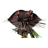 Muda Flor Morcego Negra Tacca Chantriere 30 Cm Sem Flor