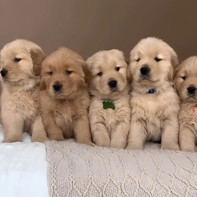 Cachorros Golden Retriever Con Pedigree Internacional Aekc | Meses sin interés