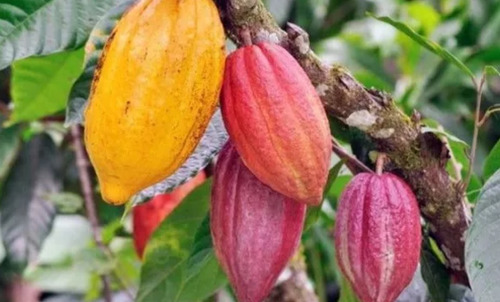 Semillas De Cacao Criollo,amarillo,rojo,blanco 20semillasc/u
