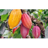Semillas De Cacao Criollo,amarillo,rojo,blanco 20semillasc/u