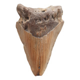 Dente Petrificado Tubarão Megalodon Eua  Carolina Do Norte  