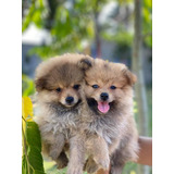 Cachorros Pomerania Cara De Oso