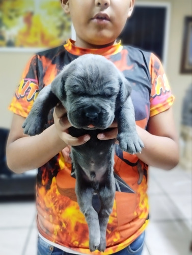 Cachorros Cane Corso Rj. Hammer Criador