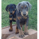 Cachorros Doberman Perrito Doverman Puppy Dobermen