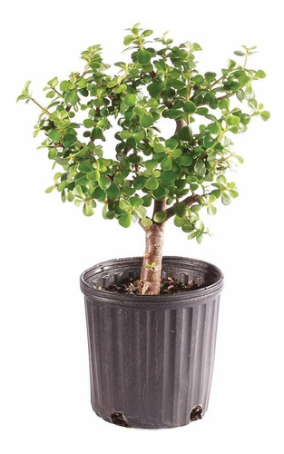 Brussel's Bonsai Árbol De Bambú Para Interiores, Maceta De C