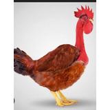 Ovos Gelados De Galinha Rhode Island Red,(rodia)*poedeira