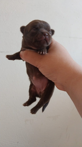 Chihuahua Pelo Longo Bonitinhos Filhotes Disponível