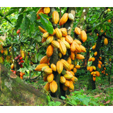 Arbol De Cacao Forastero, Rapido Crecimiento
